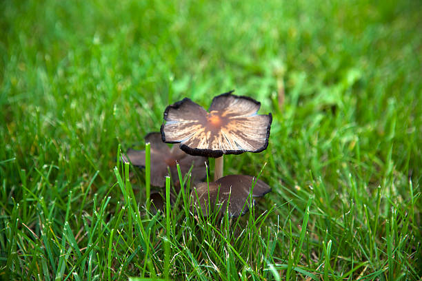 funghi crescita sul prato - fungus moss log magic mushroom foto e immagini stock