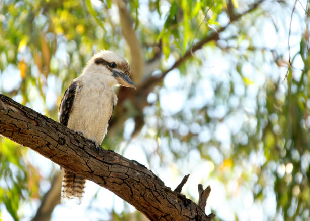 istock australian laughing kookaburra sits on a tree branch 1858376148
