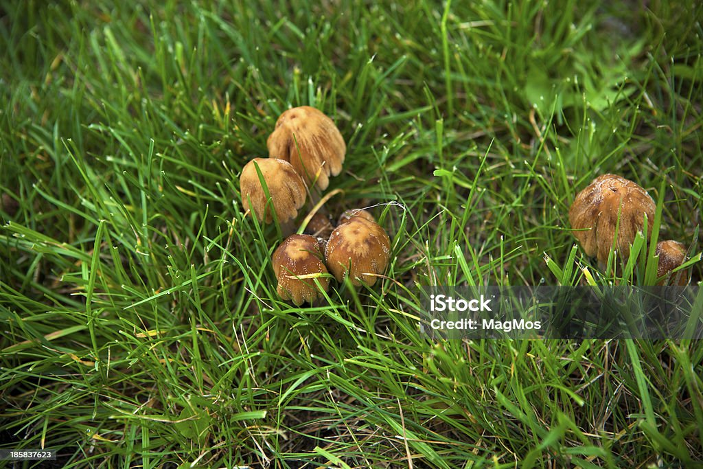 Hongos crecimiento en el jardín - Foto de stock de Aire libre libre de derechos