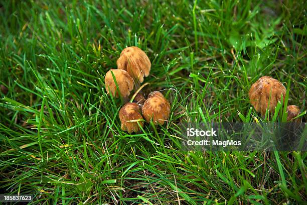 Hongos Crecimiento En El Jardín Foto de stock y más banco de imágenes de Aire libre - Aire libre, Colonia - Grupo de animales, Comidas y bebidas