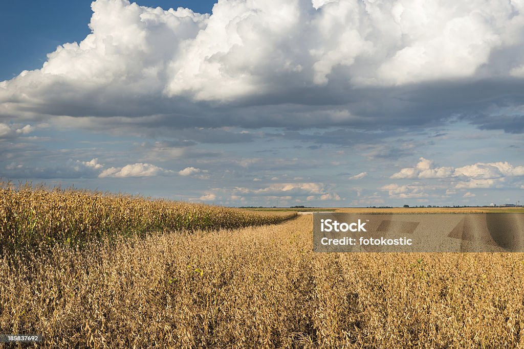 Campo de soja - Foto de stock de Agricultura royalty-free