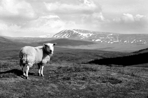Three black and white 35mm photos of sheep , Devon UK.