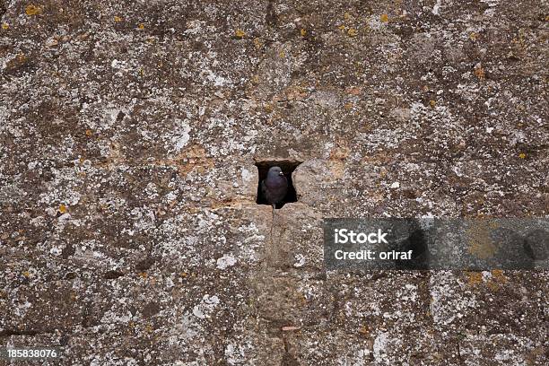 Pigeon Nest In Der Wand Stockfoto und mehr Bilder von Alt - Alt, Architektur, Außenaufnahme von Gebäuden