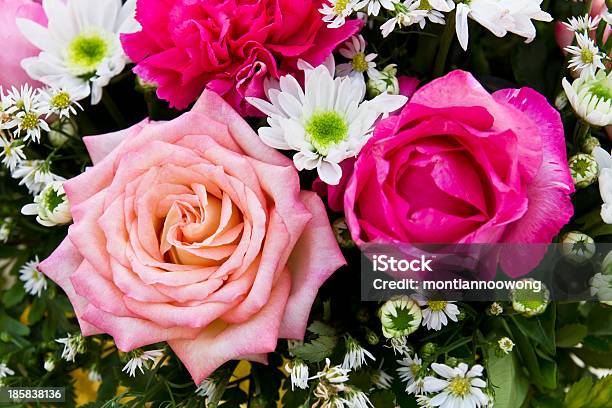 Vermelho E Rosa Rosas - Fotografias de stock e mais imagens de Amor - Amor, Arbusto, Arranjo