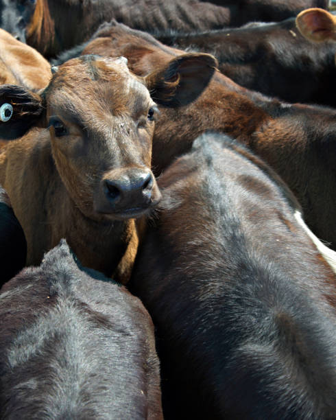 istock feedlot calves are all squashed together in a feed lot 1858381750