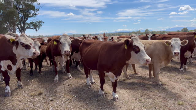 Livestock waiting for food in drought conditions