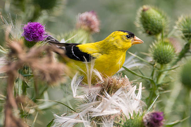 istock American Goldfinch on Thistle 185838589
