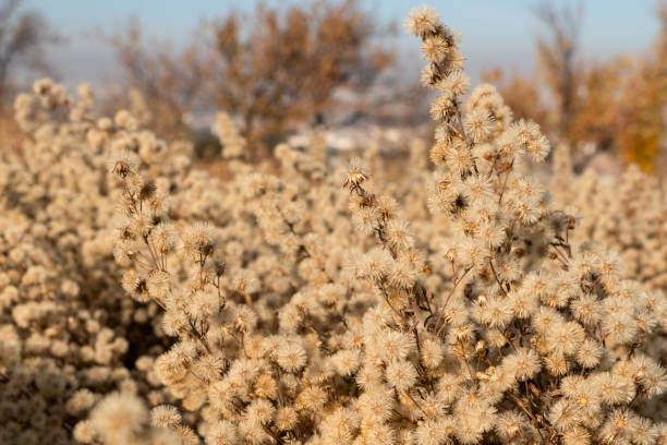 A blessed thistle plant that has dried up and begun to set seed