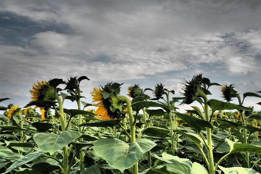 The Helianthus sunflower is a genus of plants in the Asteraceae family. Annual sunflower and tuberous sunflower. Agricultural field. Dramatic stormy sky with clouds. Serbia skyline. Sun and storm