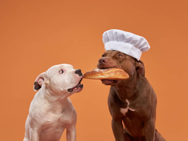 istock Chef dog sharing bread with a friend, a playful studio snapshot 1858403332