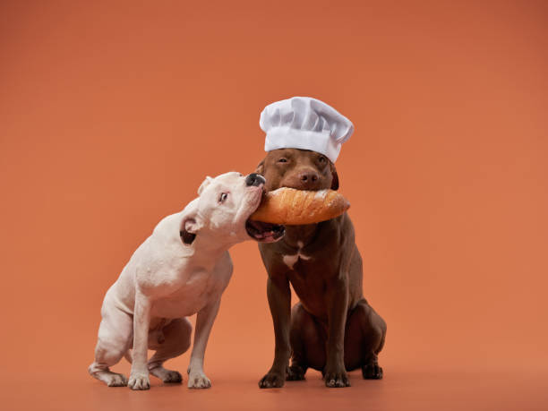 istock Chef dog sharing bread with a friend, a playful studio snapshot 1858403337