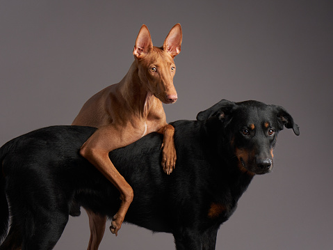 A vigilant Beauceron stands beside a poised Pharaoh Hound, both portraying calmness and alertness in a studio setting.