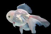 goldfisch.jpg?b=1&s=170x170&k=20&c=8By7MssmolXDk-ZpEC5aiSMzWsOVYzT8Sx4yoryIyjg=