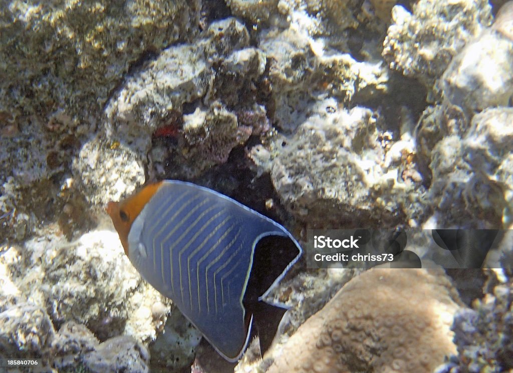 Подводное плавание с дыхательной трубкой в Красном море - Стоковые фото Без людей роялти-фри