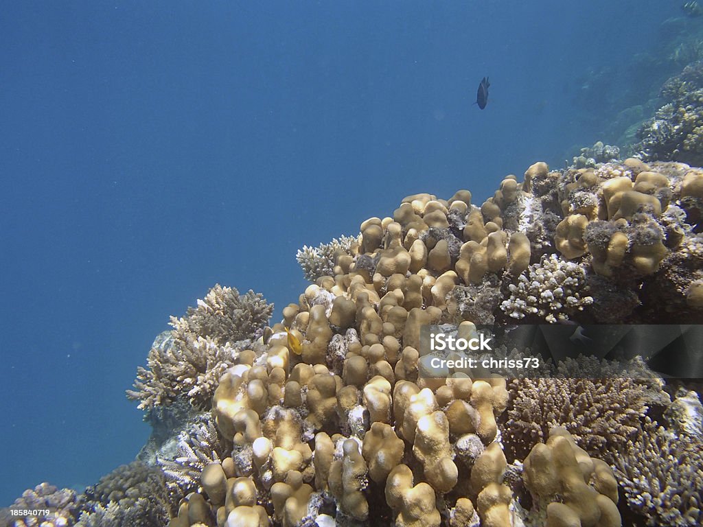 Schnorcheln im Roten Meer - Lizenzfrei Blau Stock-Foto