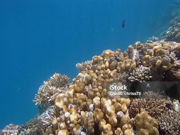 Schnorcheln Im Roten Meer Stockfoto und mehr Bilder von Blau - Blau, Bunt - Farbton, Farbton