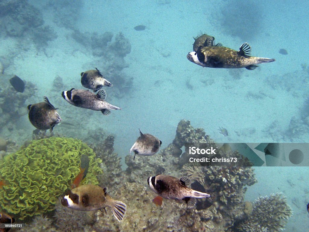 Buceo con esnórquel en el Mar Rojo - Foto de stock de Animal libre de derechos