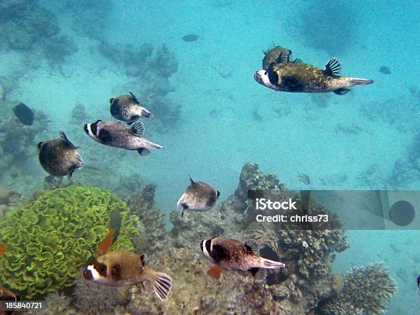 Buceo Con Esnórquel En El Mar Rojo Foto de stock y más banco de imágenes de Animal - Animal, Animal vertebrado, Animales salvajes