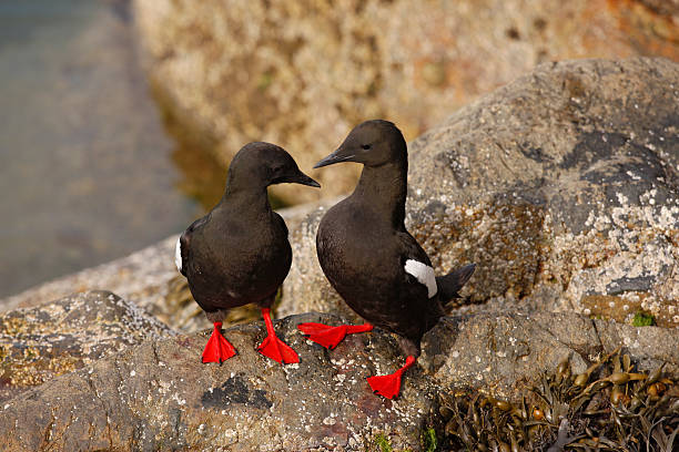 istock Black guillemot, Cepphus grylle 185840790