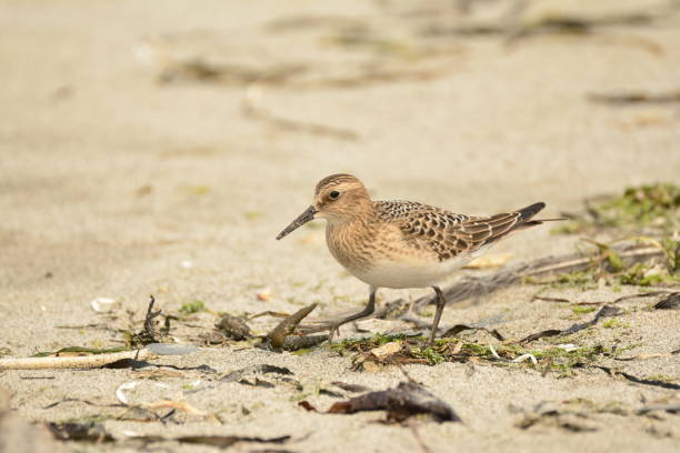 istock Baird's Sandpiper on a Washington Beach 1858408522