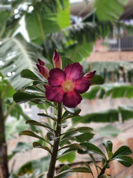 Desert rose in vase, beautiful purple foliage in the background stock photo