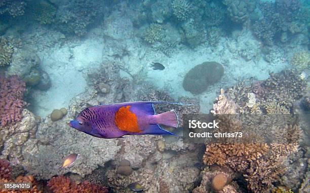 Foto de Mergulho Livre No Mar Vermelho e mais fotos de stock de Animal - Animal, Animal selvagem, Azul