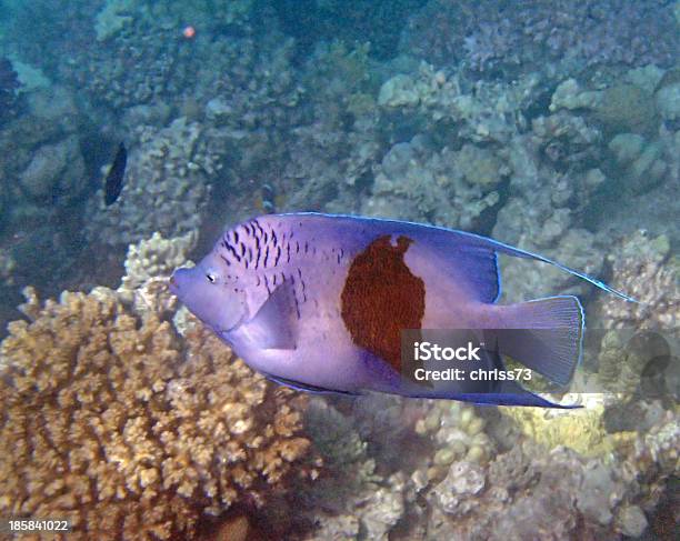 Mergulho Livre No Mar Vermelho - Fotografias de stock e mais imagens de Animal - Animal, Animal selvagem, Azul