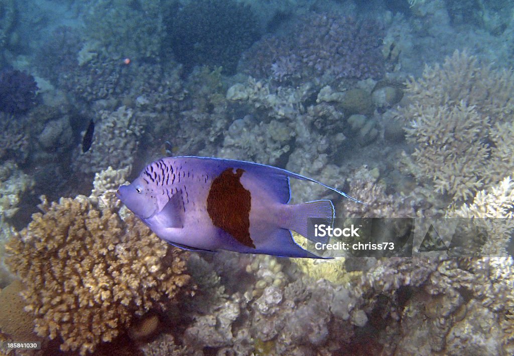 Plongée libre dans la mer Rouge - Photo de Animal vertébré libre de droits