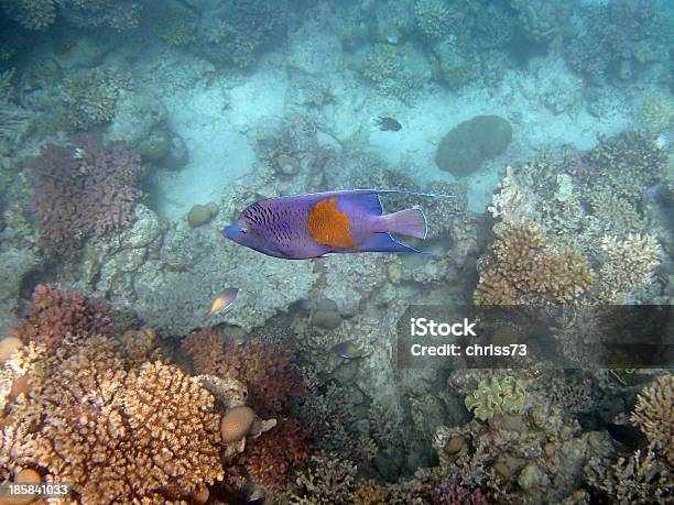 Подводное Плавание С Дыхательной Трубкой В Красном Море — стоковые фотографии и другие картинки Без людей