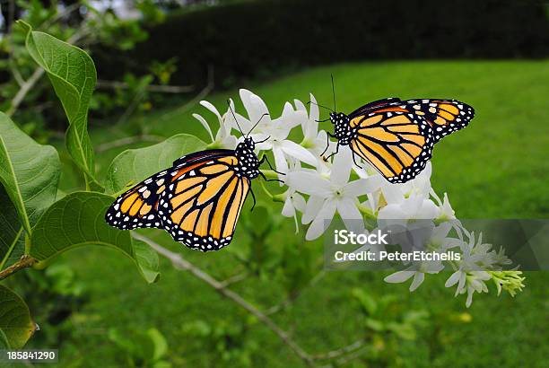 Monarch Motyle - zdjęcia stockowe i więcej obrazów African Monarch Butterfly - African Monarch Butterfly, Bez ludzi, Bezkręgowce