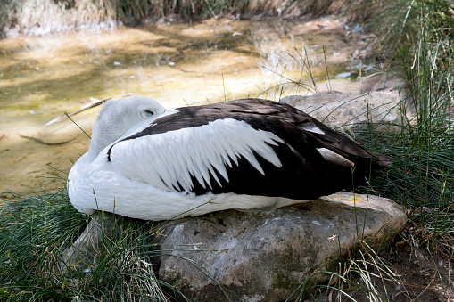 the australian pelican is a black and white seabird