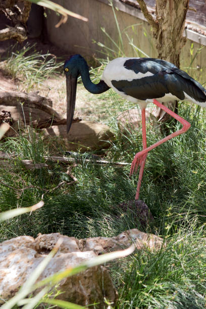 istock this is a side view of a female black necked stork 1858413693