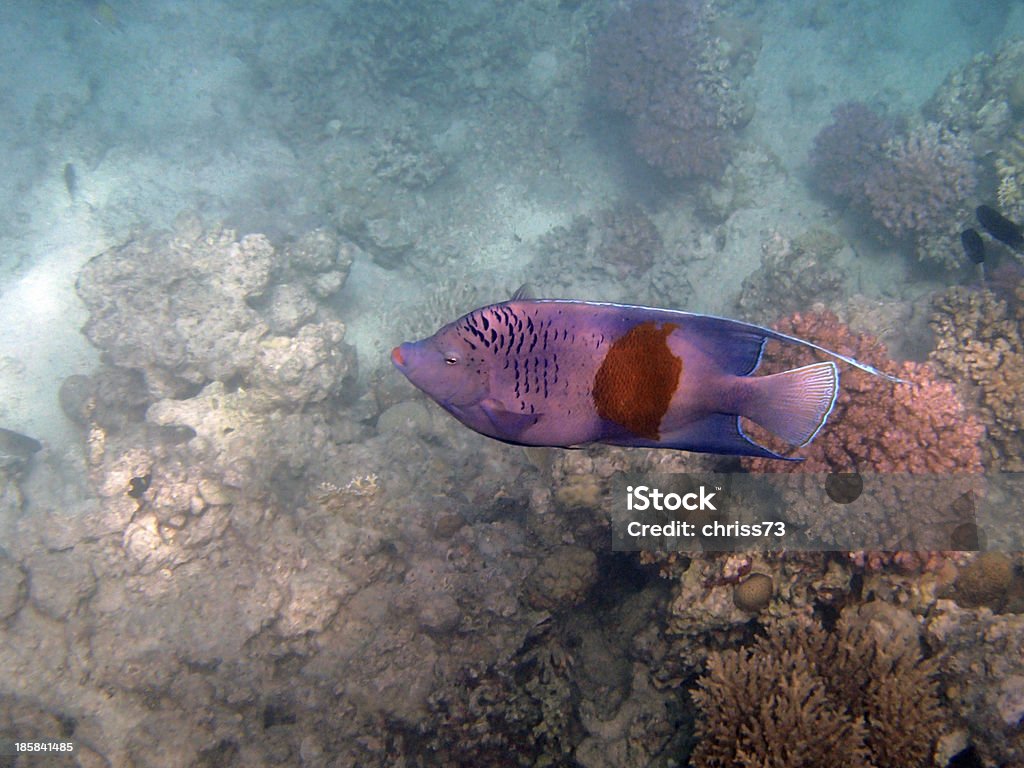 Buceo con esnórquel en el Mar Rojo - Foto de stock de Animal libre de derechos