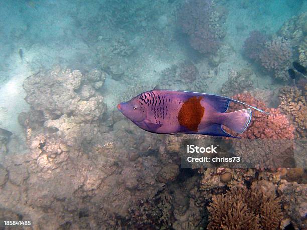 Buceo Con Esnórquel En El Mar Rojo Foto de stock y más banco de imágenes de Animal - Animal, Animal vertebrado, Animales salvajes