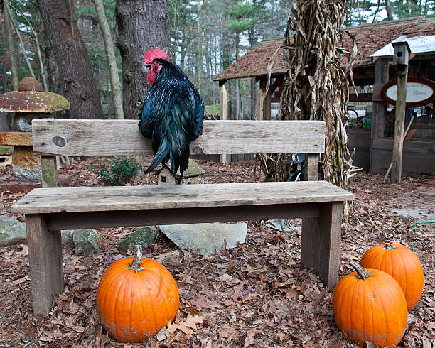 Rooster sitting on bench with pumpkins