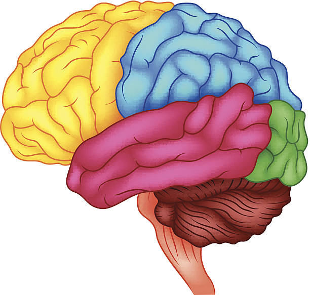 Illustration of the human brain anatomy on white background vector art illustration