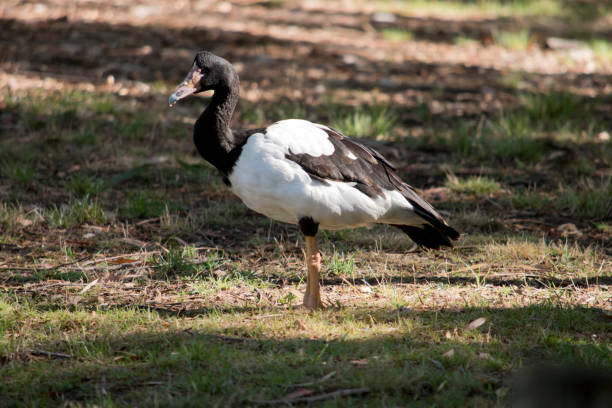 istock this is a side view of a magpie goose alking in the grass 1858419538