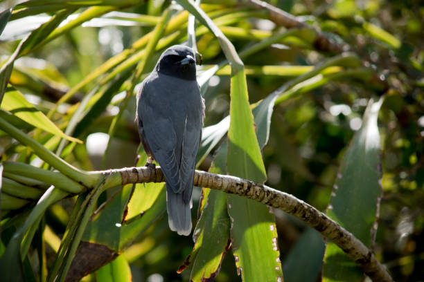 istock the white browed woodswallow is perched in a tree 1858420051