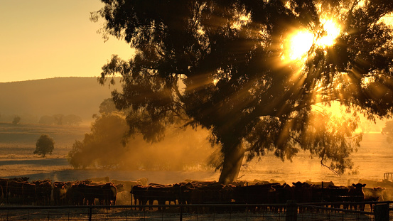 beautiful golden sun rays coming through a tree over a herd of cattle in the morning