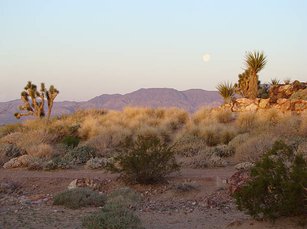 istock Rising Full Moon over Desert Plants 185842347