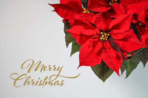 Christmas poinsettia flower background border with holly, ivy, mistletoe, pine cones and fir leaf sprigs over white.