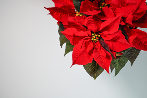 Red poinsettia flower and festive Christmas arrangement with sparkling garland on gray background. Top view, copy space.