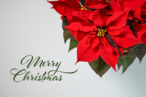 Poinsettia. Christmas decoration. Christmas greeting card.