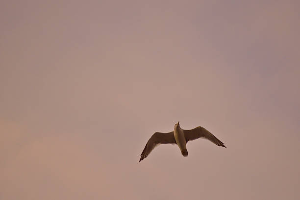 Sea gull in evening stock photo
