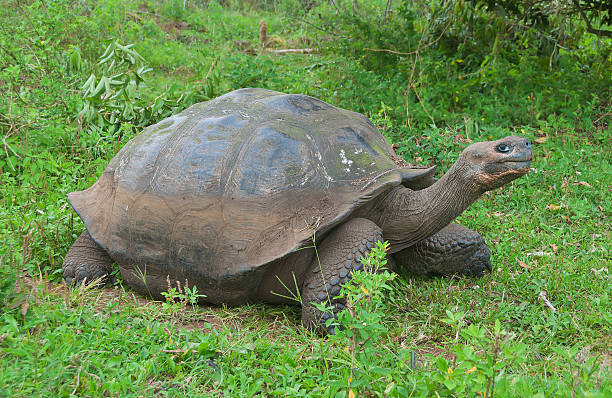 istock Giant Galapagos tortoise. 185843186