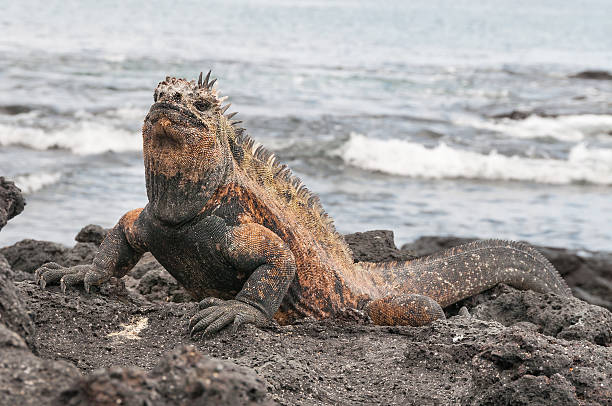 istock Red male marine Galapagos iguana 185843199
