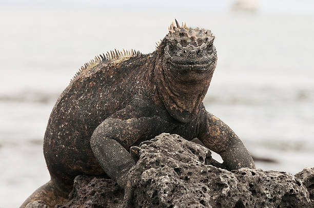 istock Red male marine Galapagos iguana 185843274
