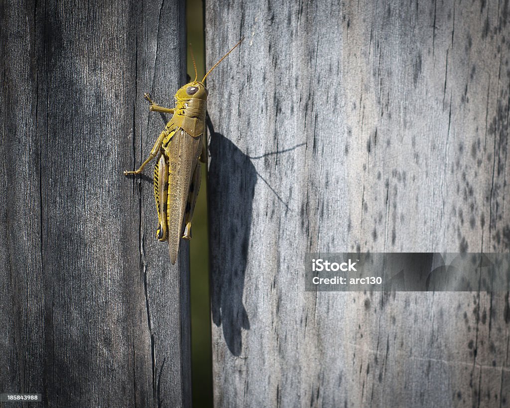 saltamontes - Foto de stock de Fotografía - Imágenes libre de derechos