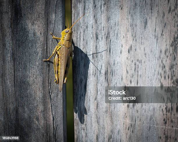 Saltamontes Foto de stock y más banco de imágenes de Fotografía - Imágenes - Fotografía - Imágenes, Grillo, Horizontal