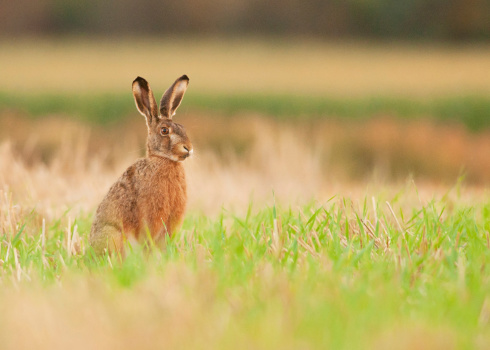 Brown hare sitting in green field.